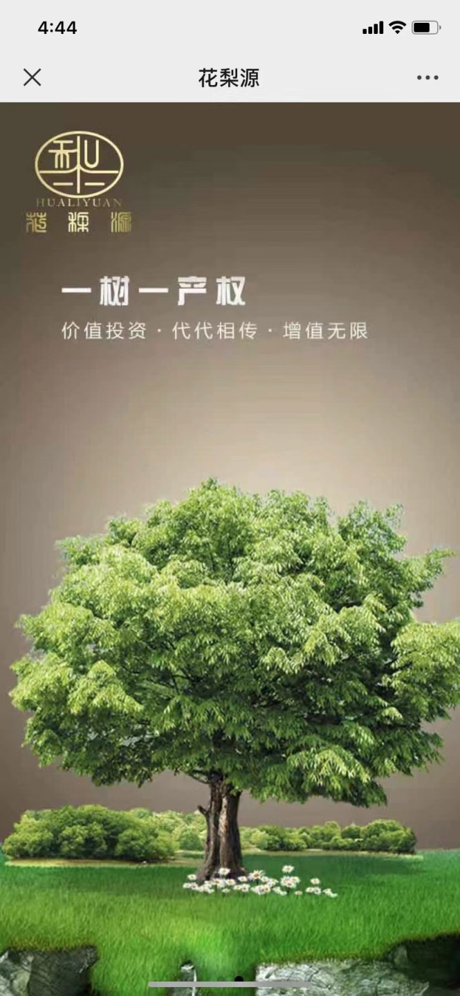 认养一棵黄花梨（降香黄檀木）