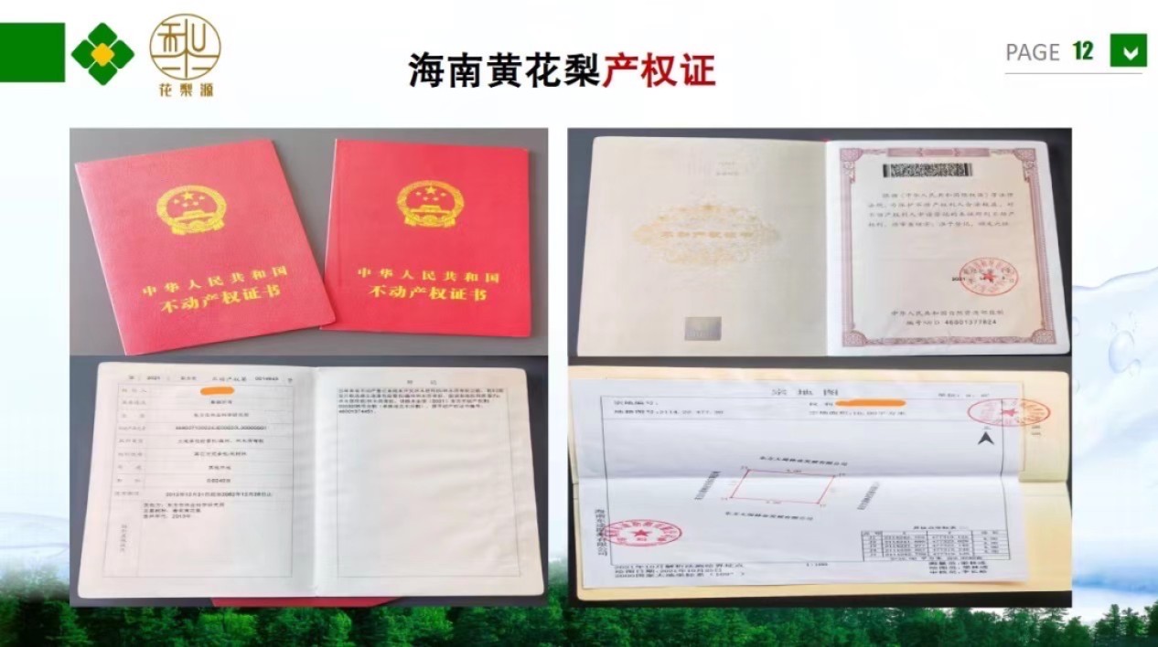 认养一棵黄花梨（降香黄檀木）