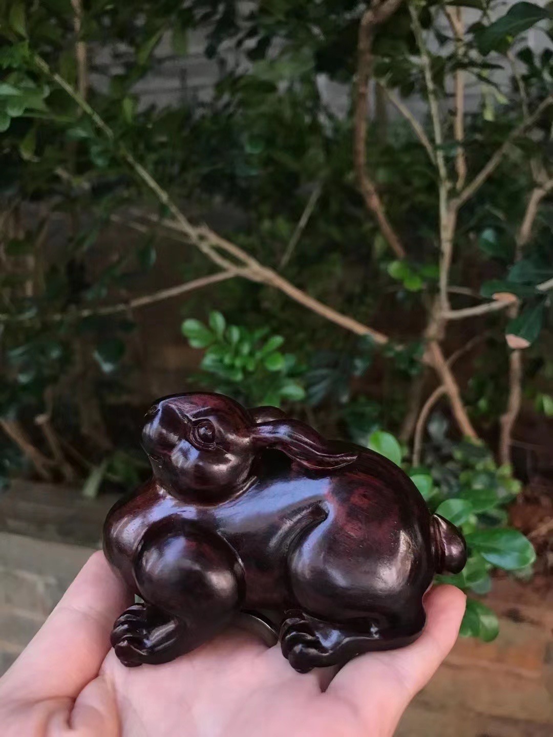精品海黄精品兔子，属兔的朋友来吧，帝王紫成色，高货