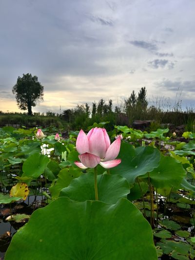 高端新解