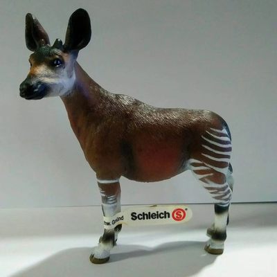 长颈鹿的近亲——神兽霍加狓