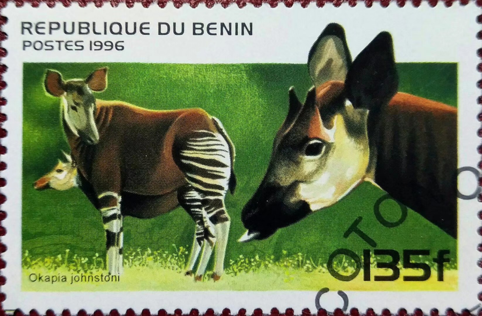 长颈鹿的近亲——神兽霍加狓