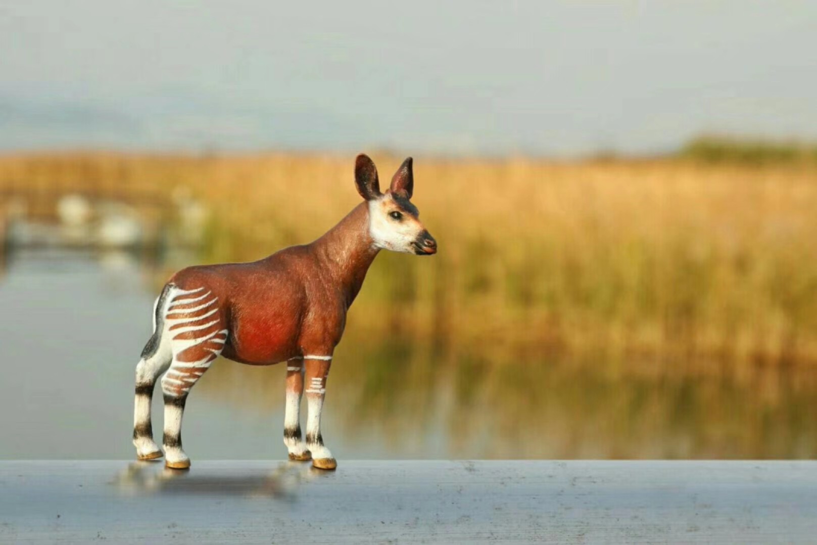 长颈鹿的近亲——神兽霍加狓