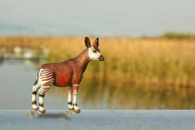 长颈鹿的近亲——神兽霍加狓