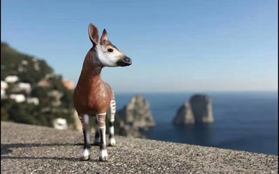 长颈鹿的近亲——神兽霍加狓