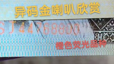 橙色特强荧光！加异码金喇叭！双题材！欣赏