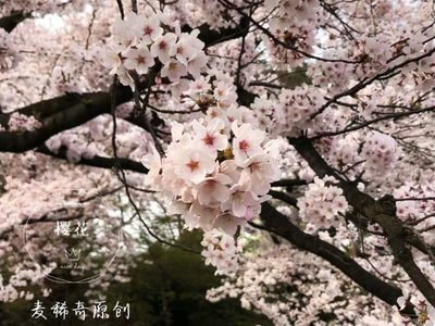 【麦稀奇明信片】春日拍花～