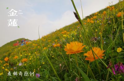 【麦稀奇明信片】春日拍花～