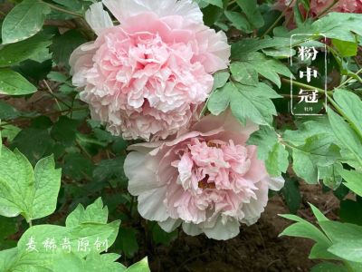 【麦稀奇明信片】春日拍花～