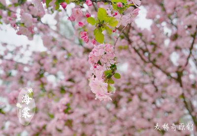 【麦稀奇明信片】春日拍花～