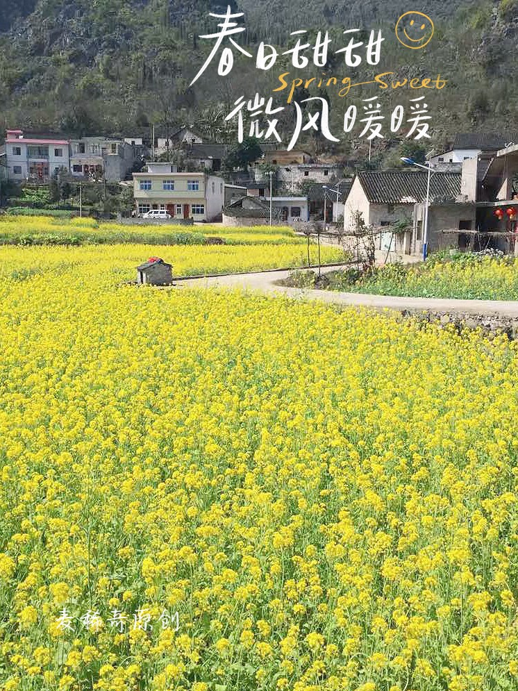 【麦稀奇明信片】春日拍花～