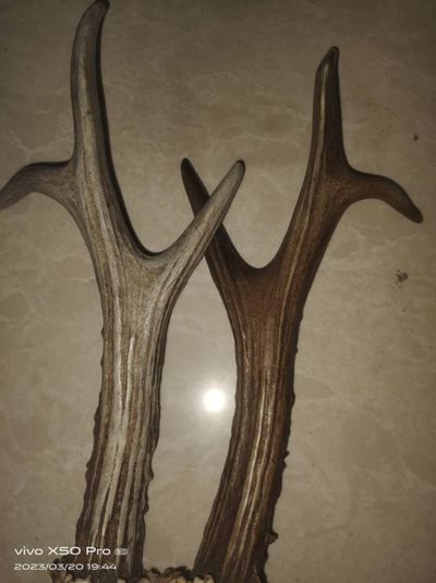 麋鹿角化石