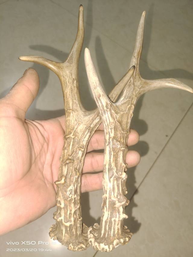 麋鹿角化石
