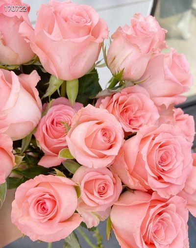 黛安娜玫瑰，现拍卖可一扎也可多件