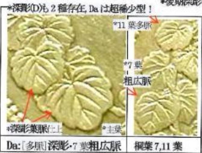 只闻其名，未见其物