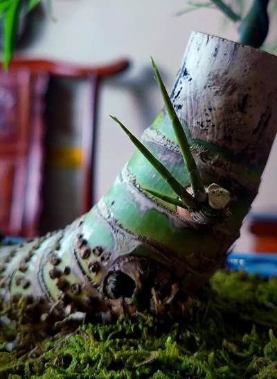 云南农业大学校企合作产品“吃茶记"