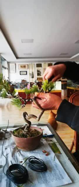 搞点盆景，过大年！
