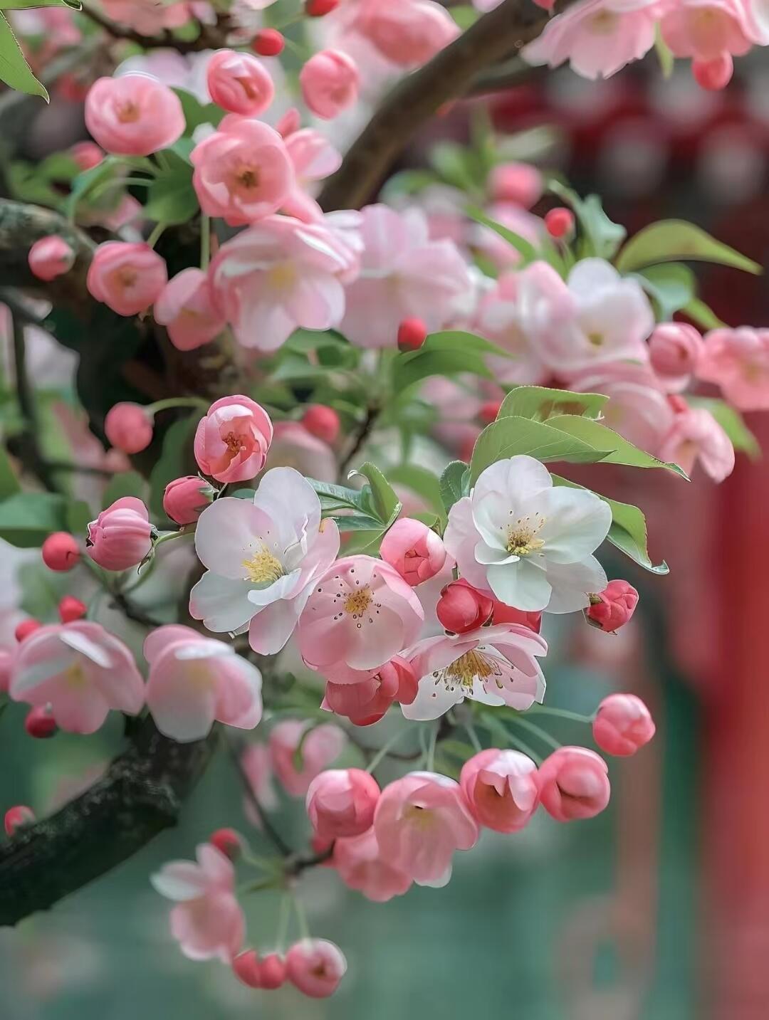 柿子与海棠