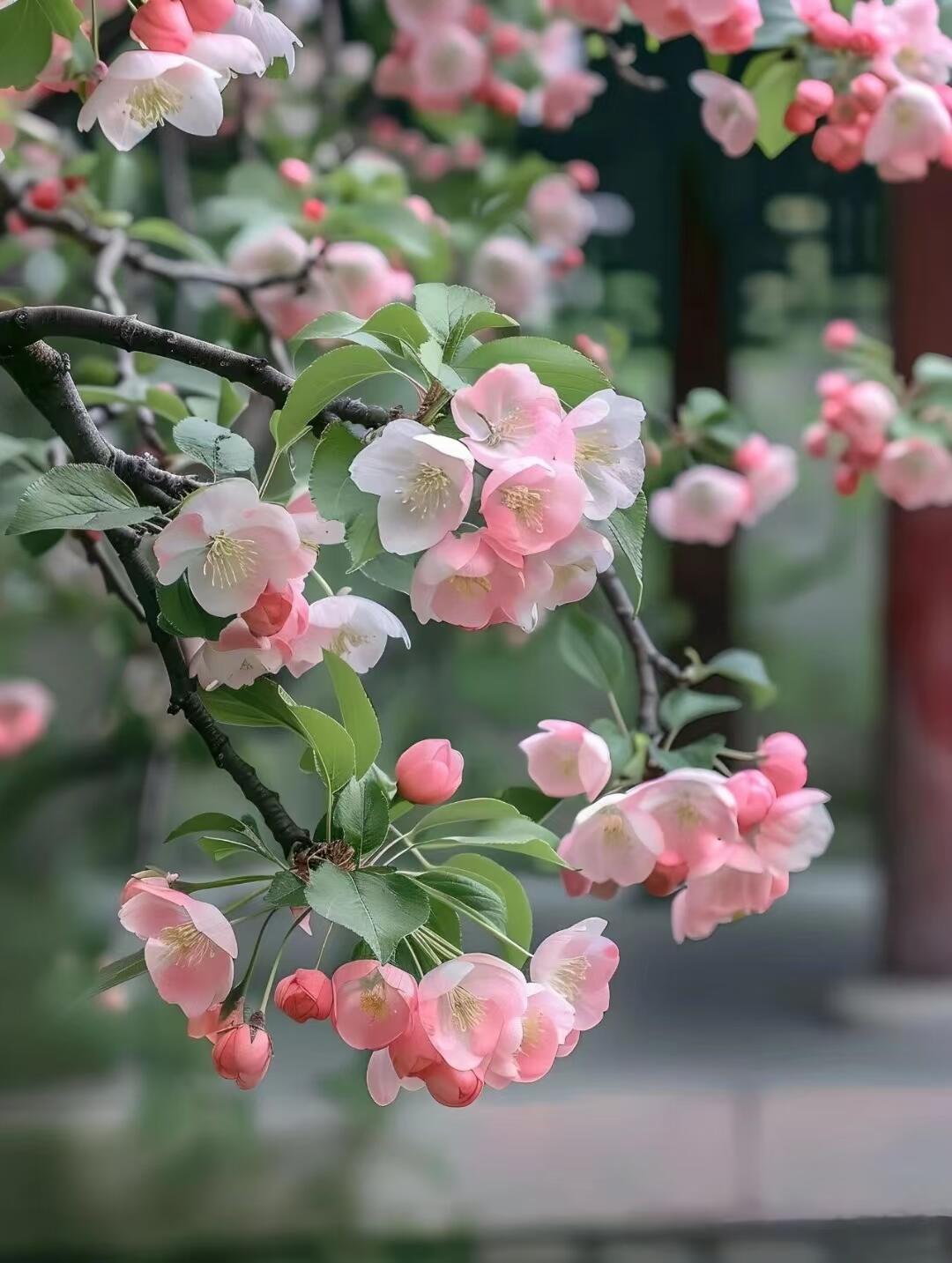 柿子与海棠