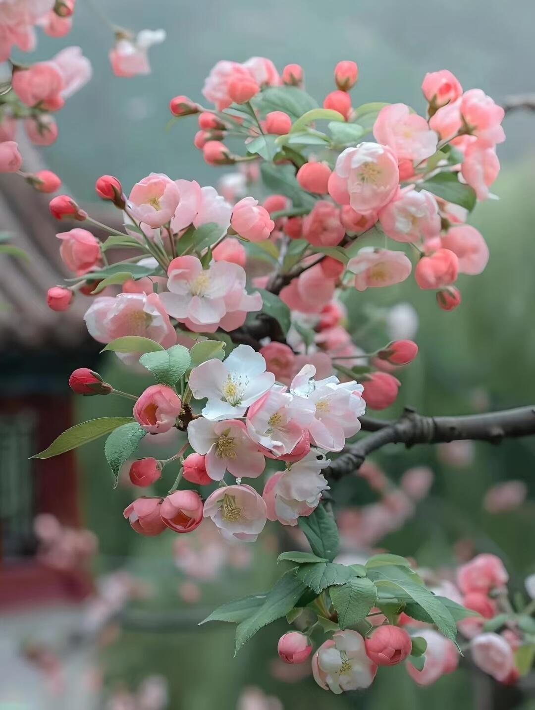 柿子与海棠