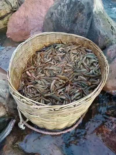 云南人的年，上下集