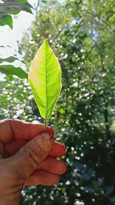 一片树叶的故事