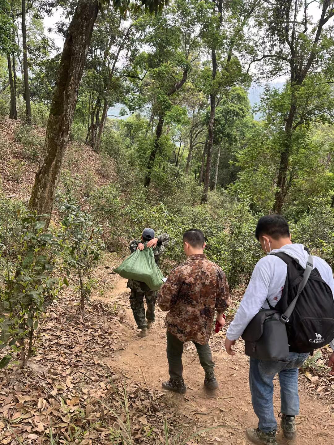 几万一公斤的茶叶是这样出来的，薄荷塘核心产区帕扎河…
