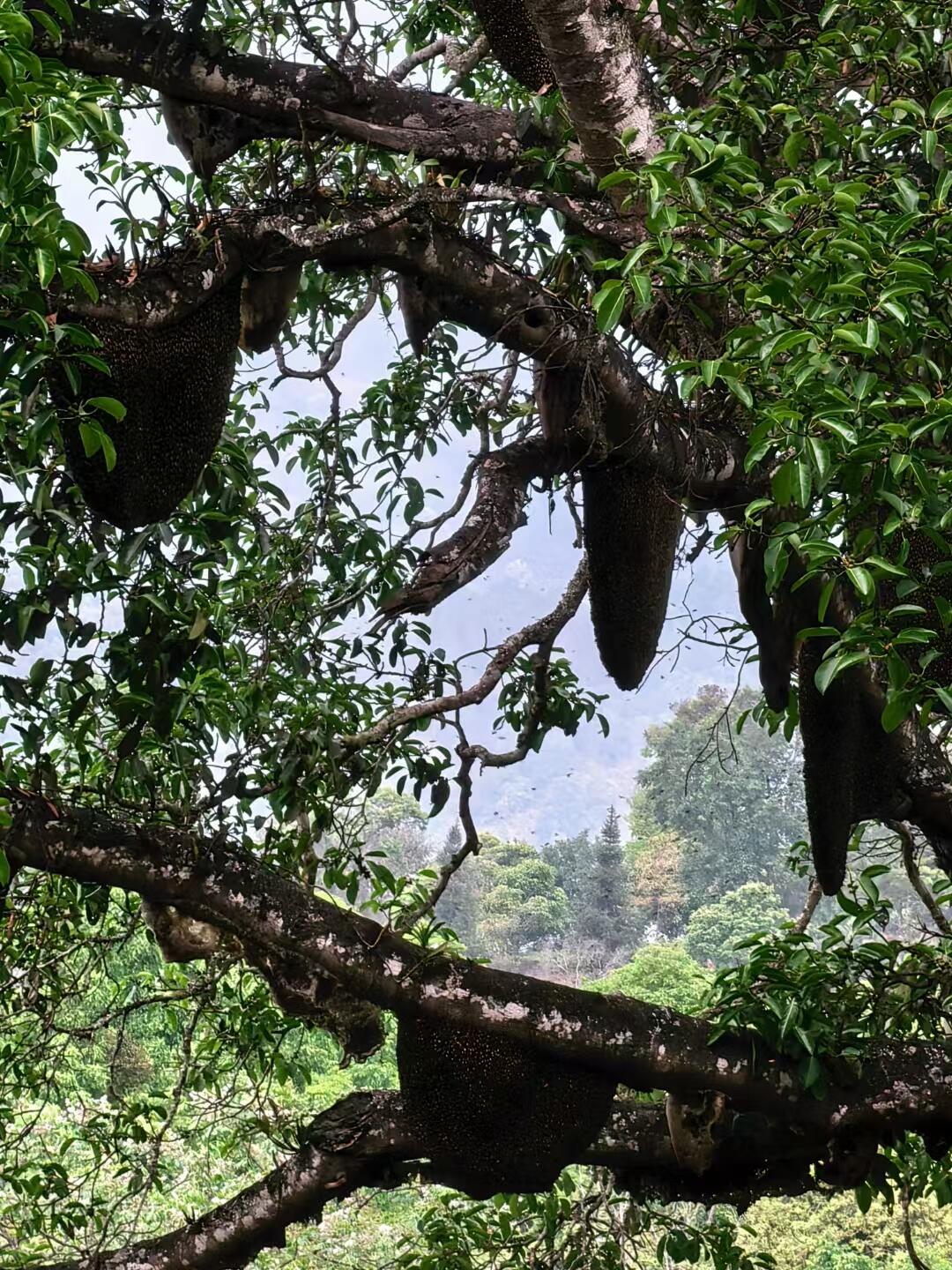 景迈山游记