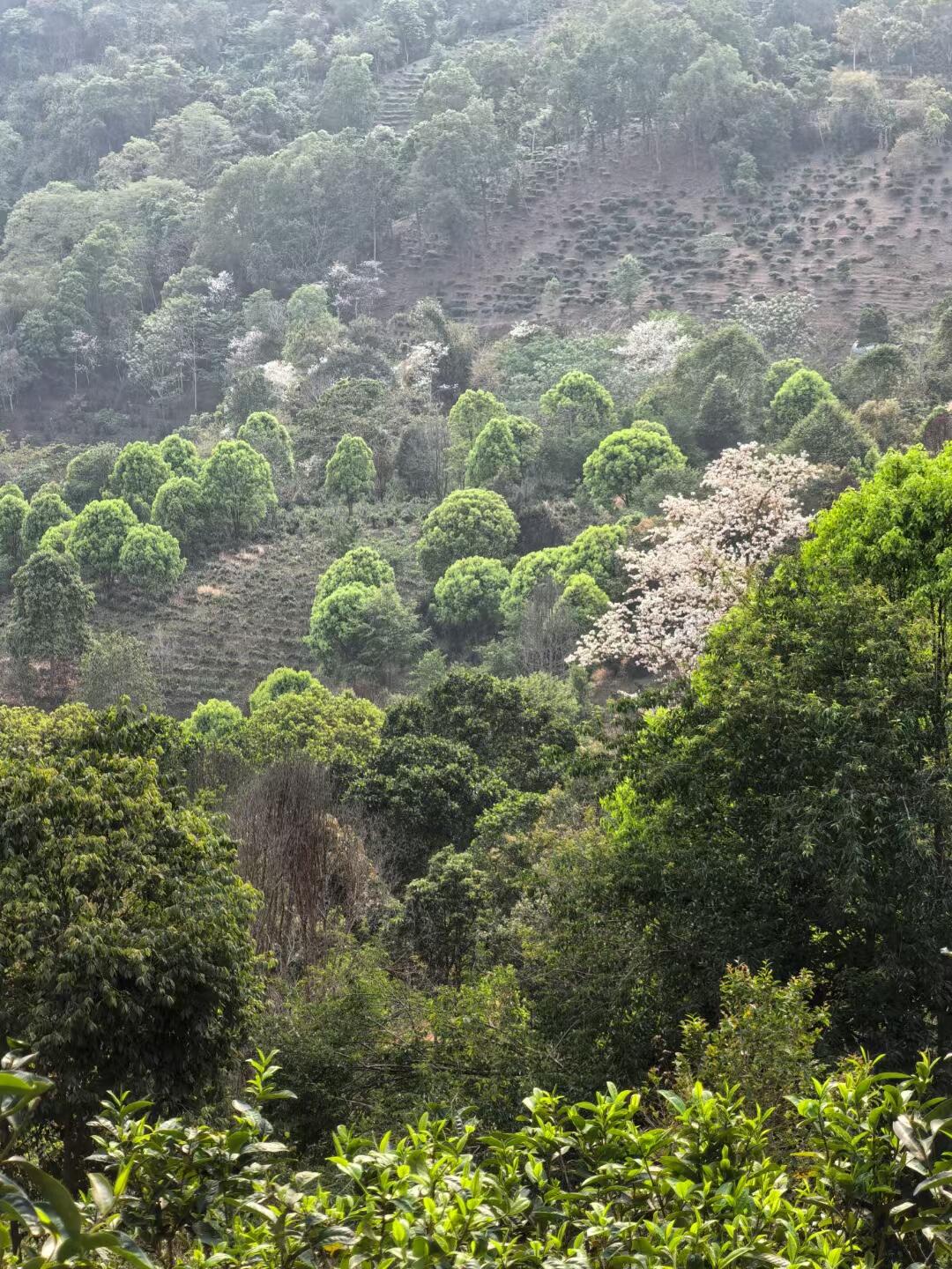 景迈山游记