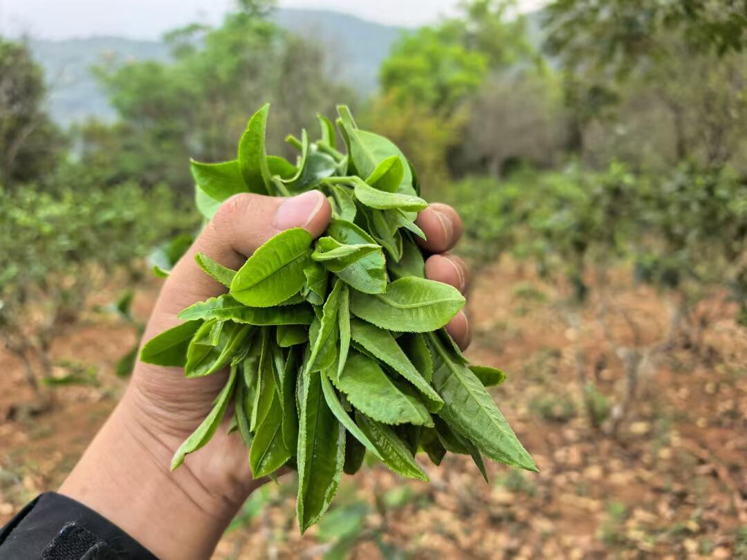 景迈山游记