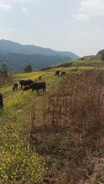 放牛