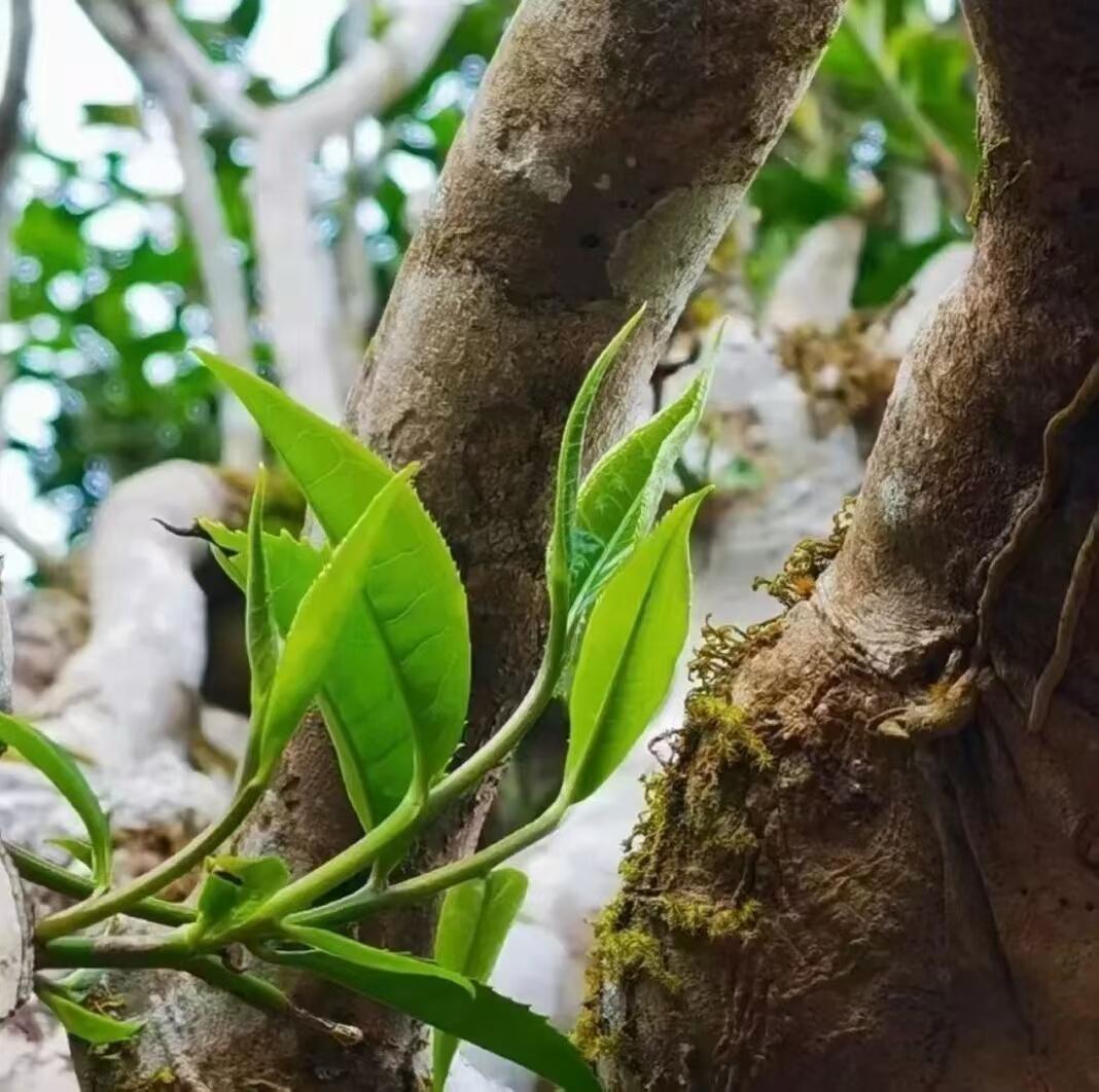春茶季，千家寨