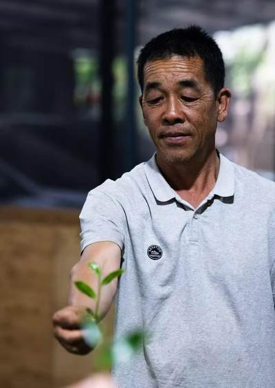 春茶季，千家寨