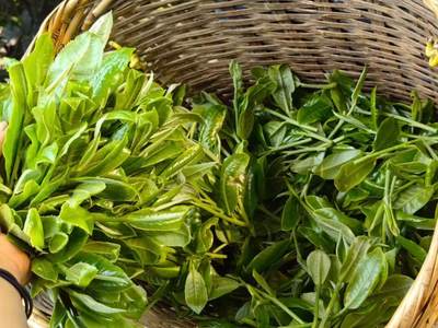 春茶季，千家寨