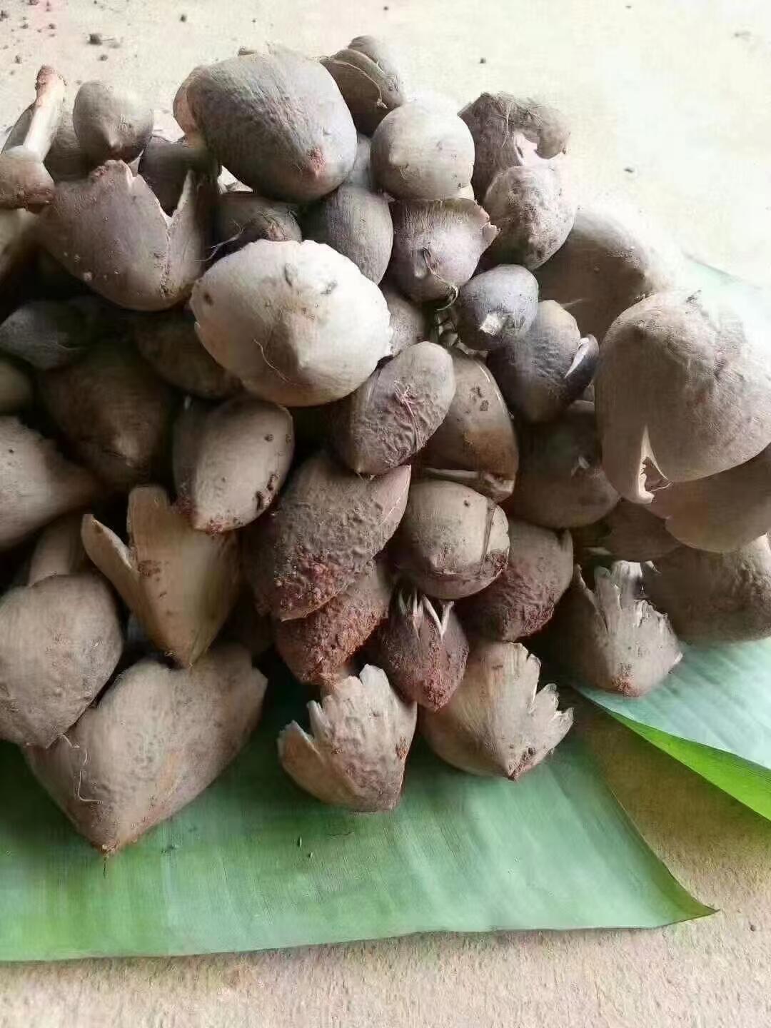 云南的鸡纵出了