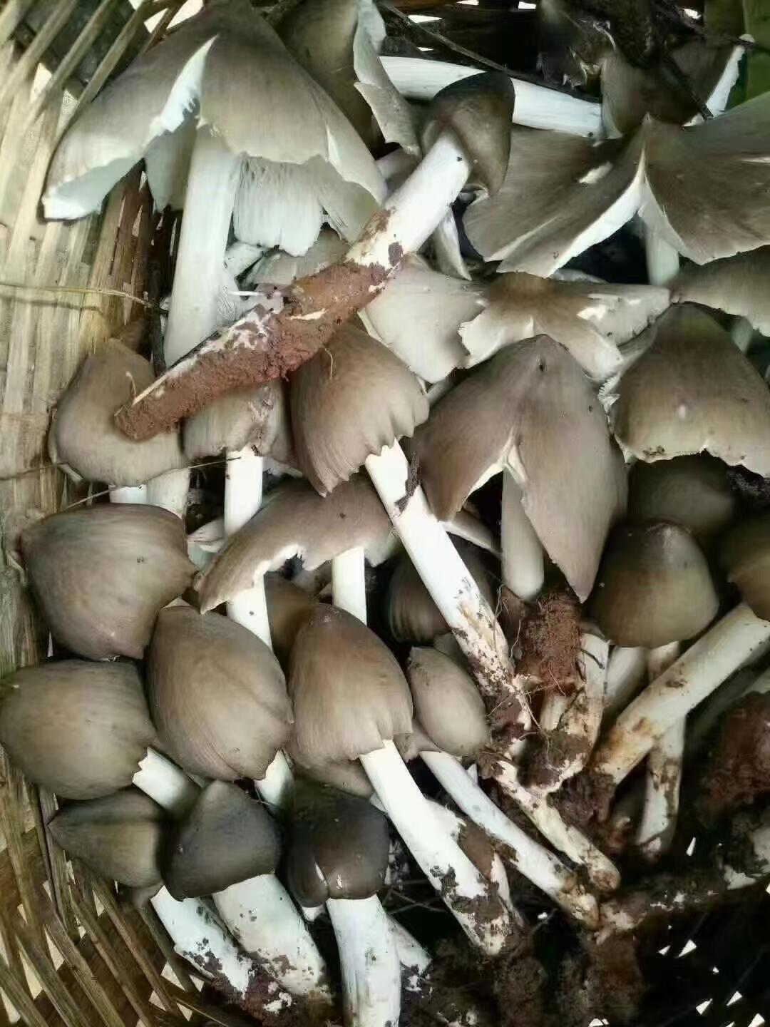 云南的鸡纵出了