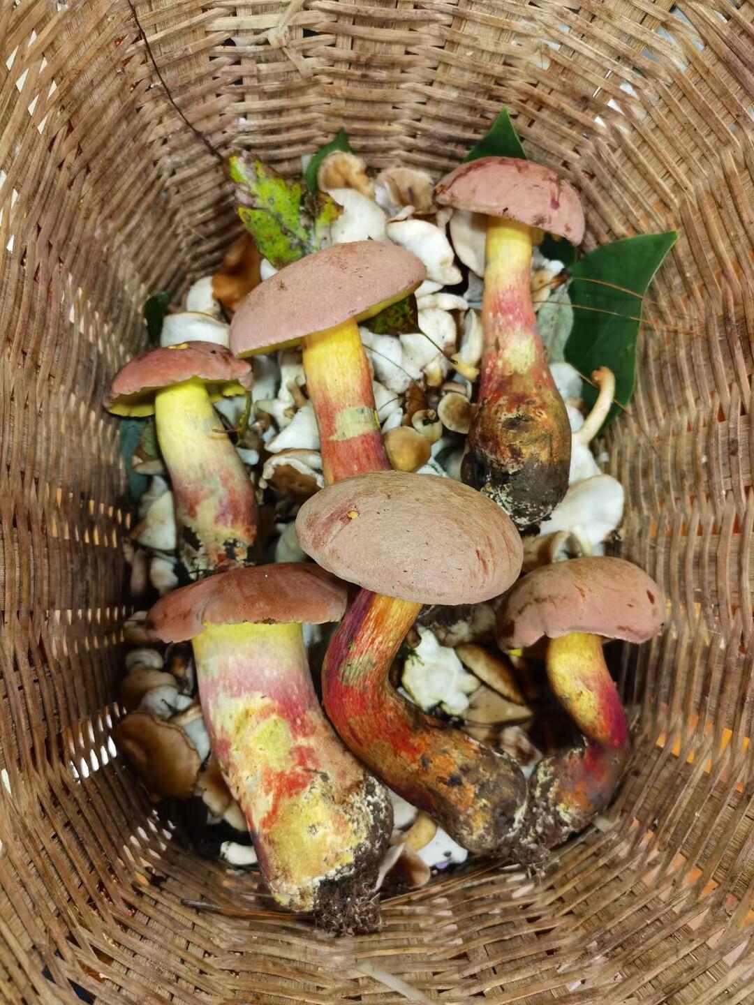 山野之间，忽而今夏