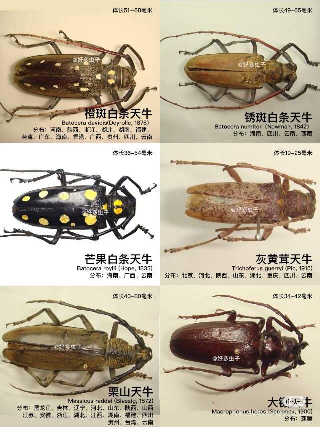 锈斑天牛