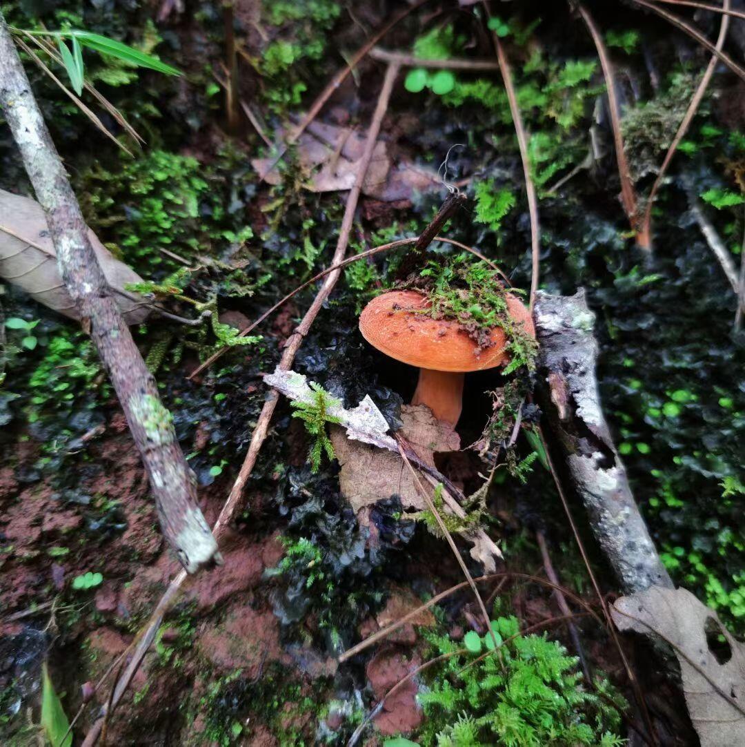 认识这个是什么菌吗？