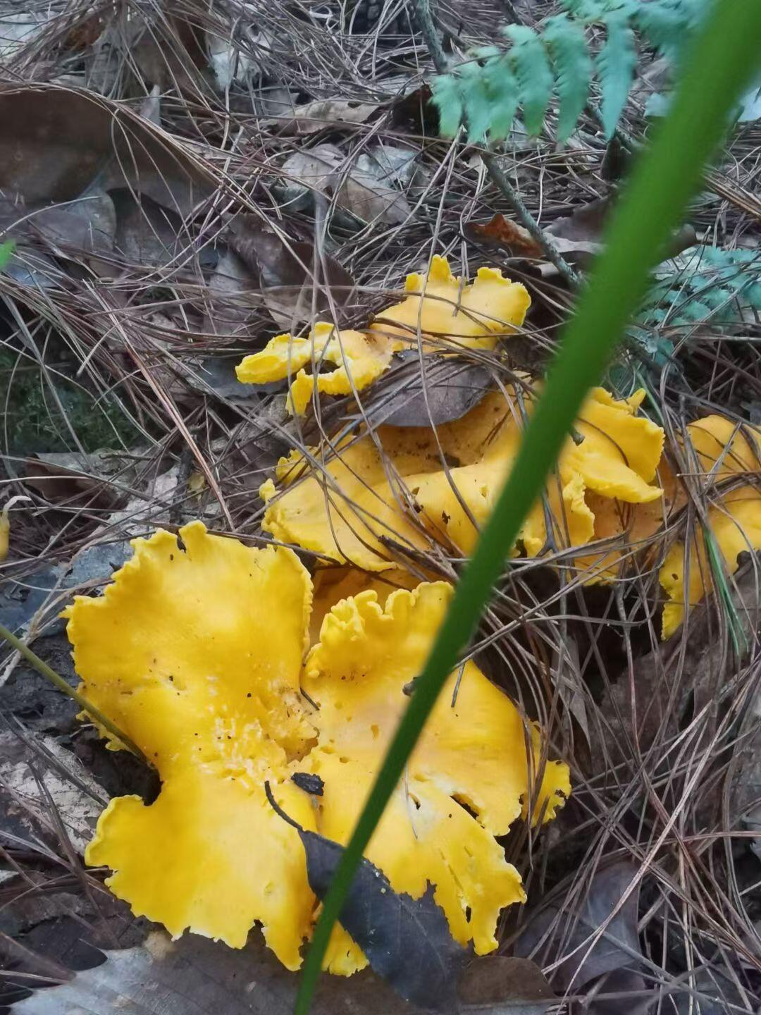 认识这个是什么菌吗？