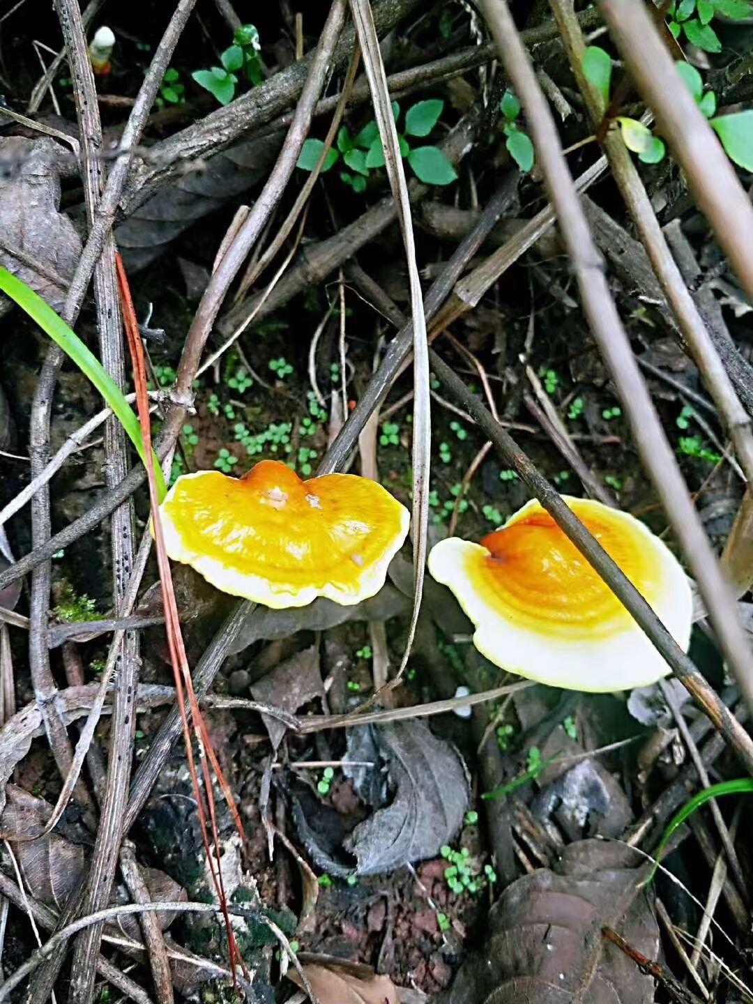 认识这个是什么菌吗？