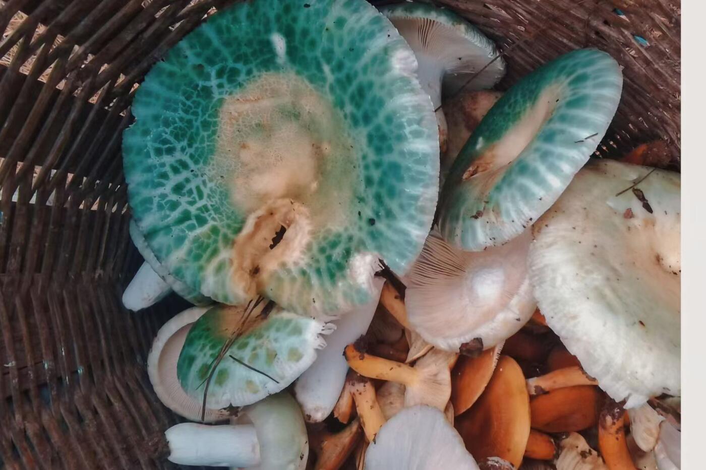 认识这个是什么菌吗？