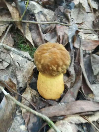 认识这个是什么菌吗？