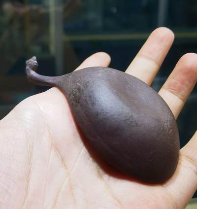 紫砂凤头勺是明代至清代流行的食具造型特征
紫砂凤头勺通常为凤首造型，勺柄雕刻凤凰头部形象，尾部延伸为勺柄，整体造型融合了传统凤纹装饰与紫砂工艺。尺寸：9cm＊4.5cm