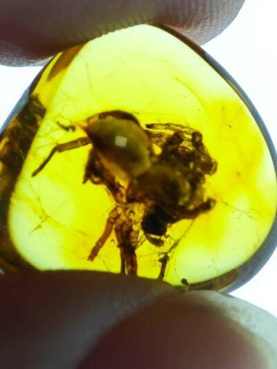 道友请留步。我这有昆虫琥珀♥