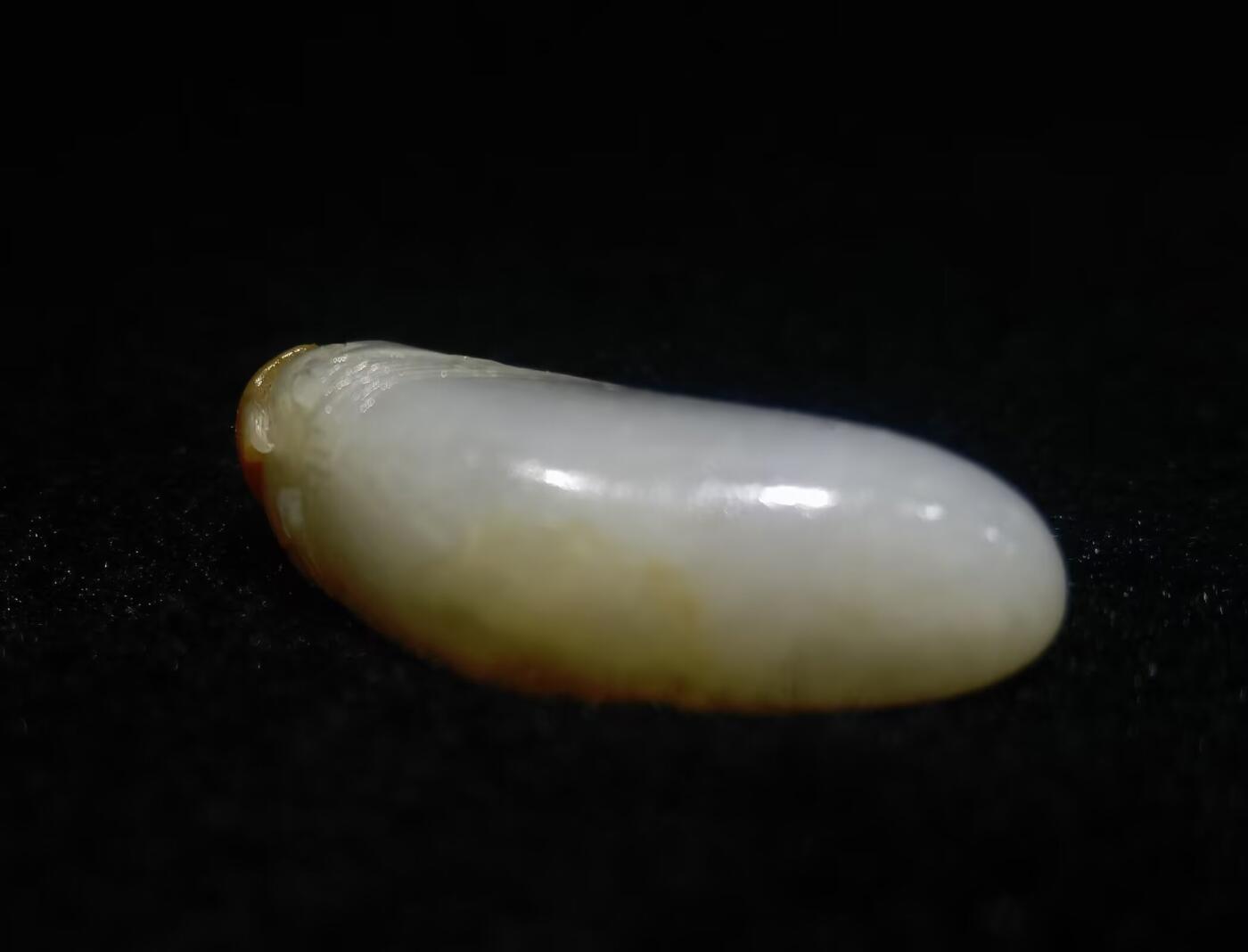 新疆喀什和籽料俏色巧雕貔貅吊坠挂件项链男女款，原皮原色表皮可见天然毛孔撞击坑等，自带国检证书，尺寸：4.1cm*2.3cm*1.2cm克重：19g