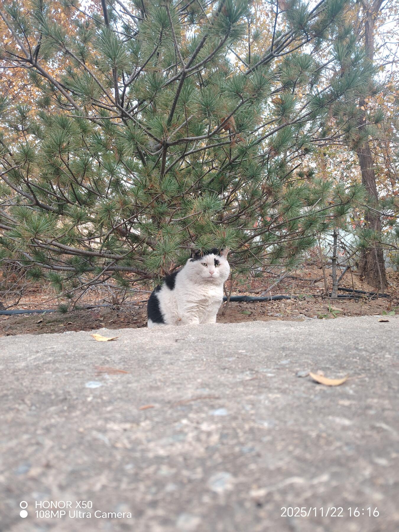 可爱的猫咪，收藏之余的乐趣，快乐的喵喵喵喵喵喵😋😋😋😋😋😋😋😋😋😋😋😋😋😋😋😙🥰🥰🥰😙🙃😍😘🥰😚😜😋😋😜😝😜😝😚😘😘🙃😍😚😋😘🥰😚