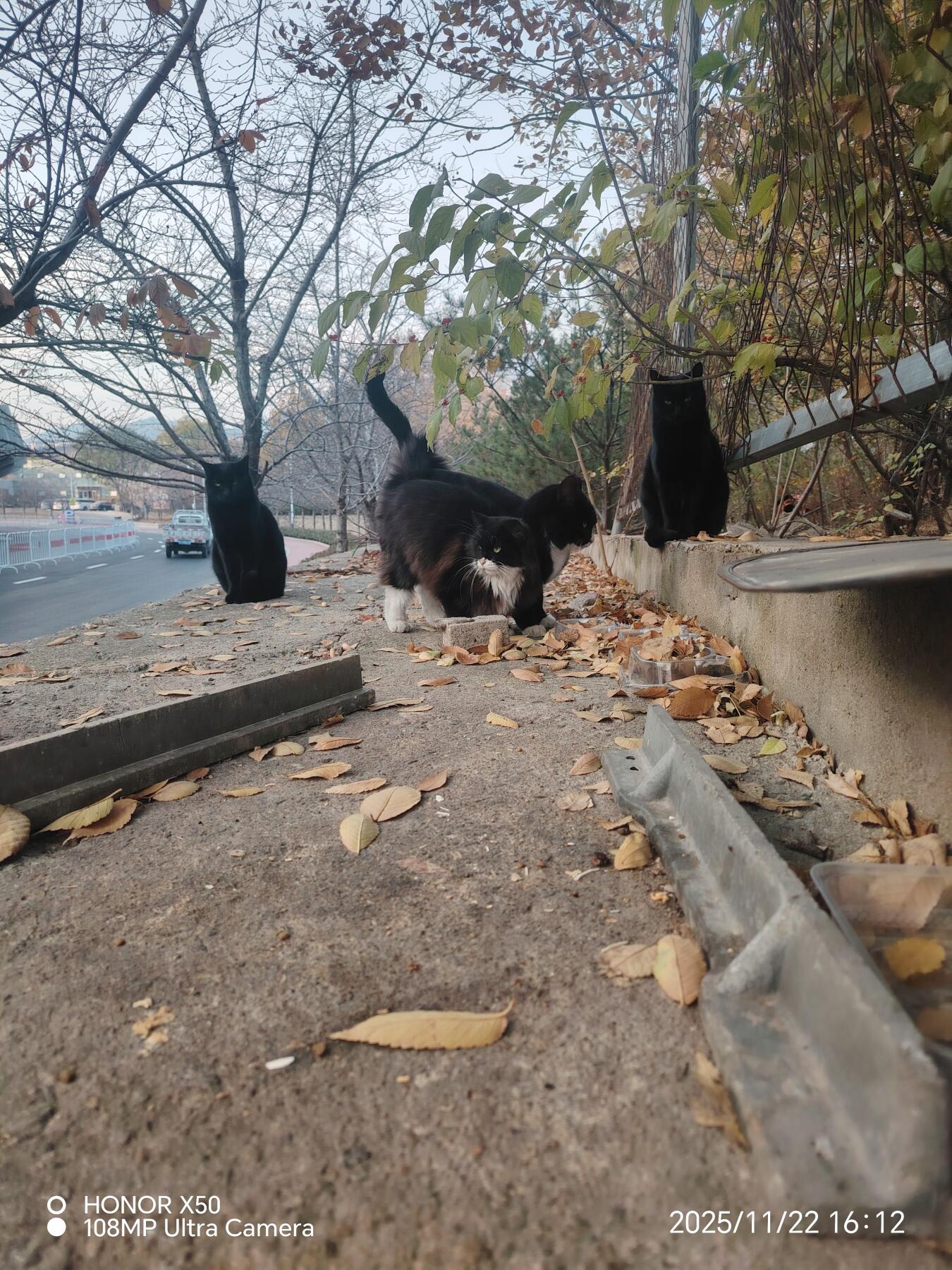 可爱的猫咪，收藏之余的乐趣，快乐的喵喵喵喵喵喵😋😋😋😋😋😋😋😋😋😋😋😋😋😋😋😙🥰🥰🥰😙🙃😍😘🥰😚😜😋😋😜😝😜😝😚😘😘🙃😍😚😋😘🥰😚