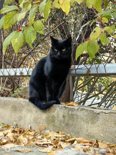 可爱的猫咪，收藏之余的乐趣，快乐的喵喵喵喵喵喵😋😋😋😋😋😋😋😋😋😋😋😋😋😋😋😙🥰🥰🥰😙🙃😍😘🥰😚😜😋😋😜😝😜😝😚😘😘🙃😍😚😋😘🥰😚