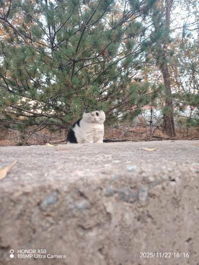 可爱的猫咪，收藏之余的乐趣，快乐的喵喵喵喵喵喵😋😋😋😋😋😋😋😋😋😋😋😋😋😋😋😙🥰🥰🥰😙🙃😍😘🥰😚😜😋😋😜😝😜😝😚😘😘🙃😍😚😋😘🥰😚